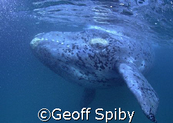 curious southern right whale photographed while snorkelli... by Geoff Spiby 